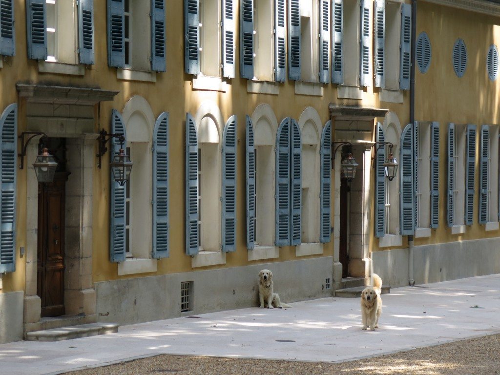 ChateauDogs